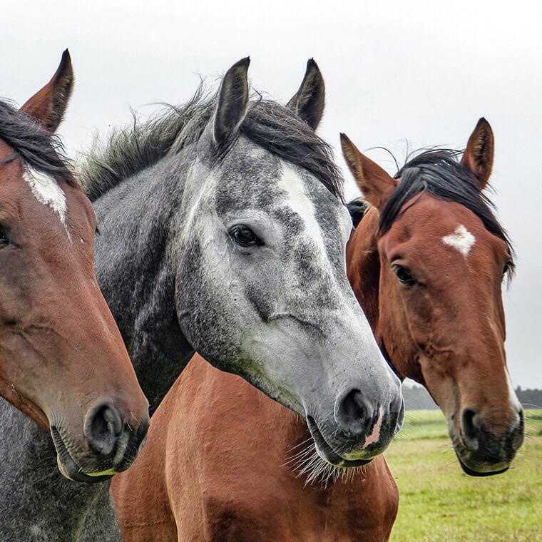 Akupunktur- und Neuraltherapie bei Pferden