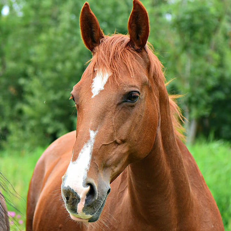 Tierarzt für Pferde in Straubing